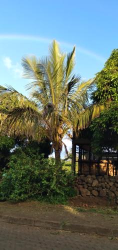 a palm tree sitting next to a stone wall at Hostal Tu'u Koihu in Hanga Roa