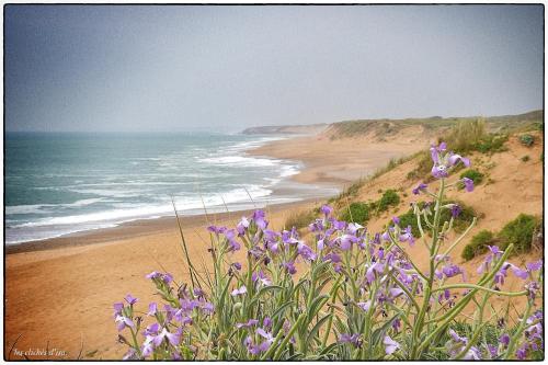 a field of purple flowers on a sandy beach at Case Couleur proche de la mer in Brem-Sur-Mer