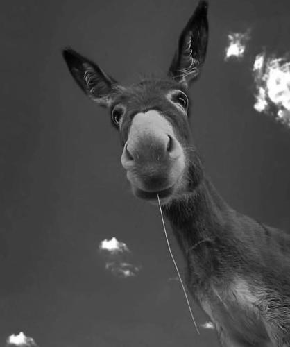 a close up of a cow in the sky at Cabañas Villas Del Lago in Cuítiva
