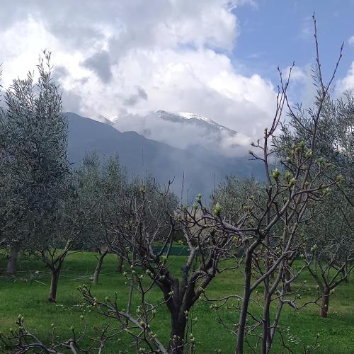 a group of trees in a field with a mountain at TAMMY'S GARDEN HOUSE in Leptokaria