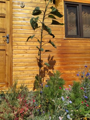 a tree in a garden in front of a building at Эко Аура in Areguni