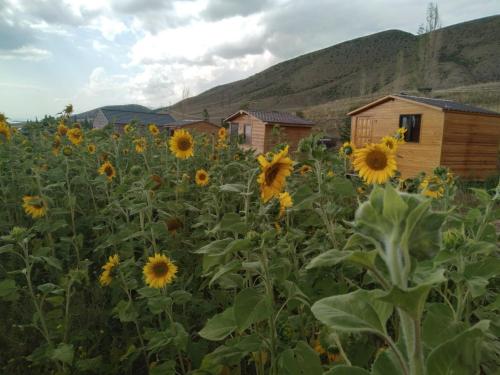 ein Feld von Sonnenblumen vor einem Gebäude in der Unterkunft Эко Аура in Areguni