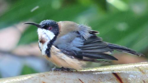 a small bird sitting on top of a bird at KUBBA ROONGA GUESTHOUSE - Boutique Luxury Spa Retreat & Gardens - Blue Mountains in Blackheath