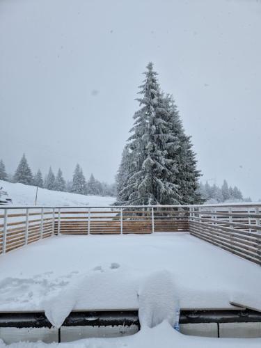 a snow covered yard with a fence and a pine tree at Appartement au pied des pistes avec grande terrasse in Orbey