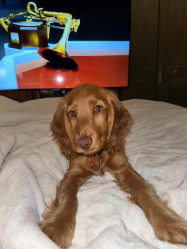a brown dog laying on top of a bed at Cosy City Centre Guest Room Shared Home in Galway