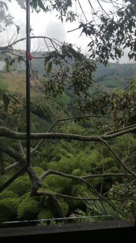 una rama de árbol con vistas a un valle en Cabaña Natura GREEN, en Líbano