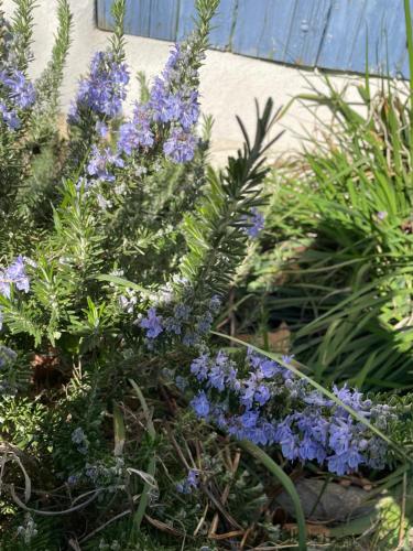 Un jardín fuera de Gites le Pimayon