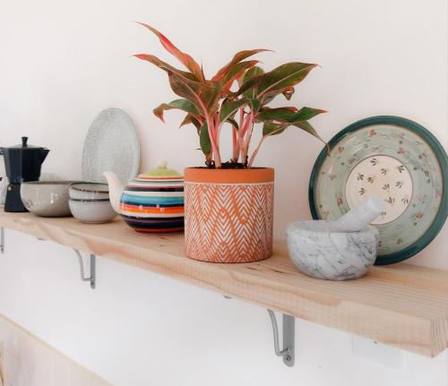 a shelf with plates and a potted plant on it at The Little Gem in Montagu