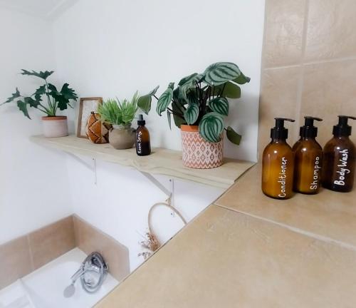 eine Küchentheke mit Flaschen und Pflanzen auf Regalen in der Unterkunft Mountain View - The Little Gem in Montagu