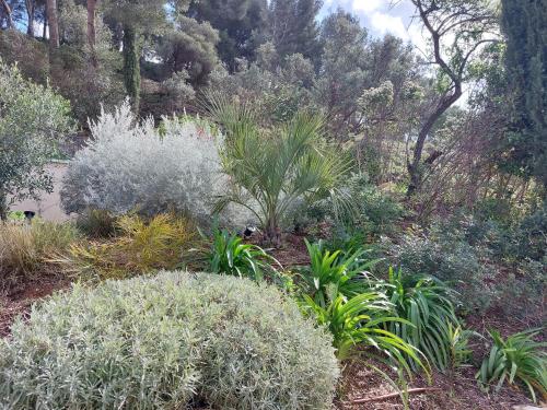 un jardin avec de nombreuses plantes et arbres dans l'établissement La Belle de Cassis, à Cassis