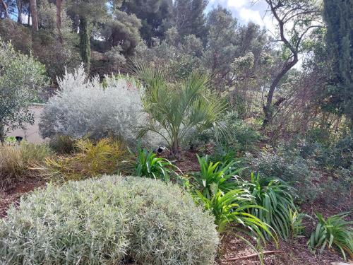 a garden with many plants and trees at La Belle de Cassis in Cassis