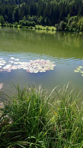 a body of water with pink flowers in the water at FeWo Alte Post in Oberdigisheim