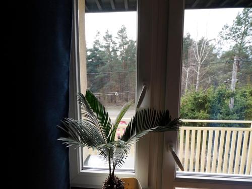 a potted plant sitting in front of a window at Villa Romano in Kielce