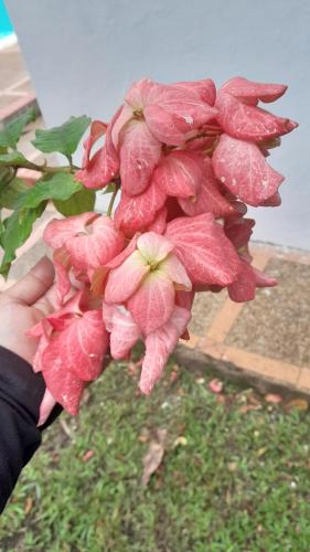 a person holding a bunch of pink flowers at Cabañas LLano Lindo Apiay in Villavicencio