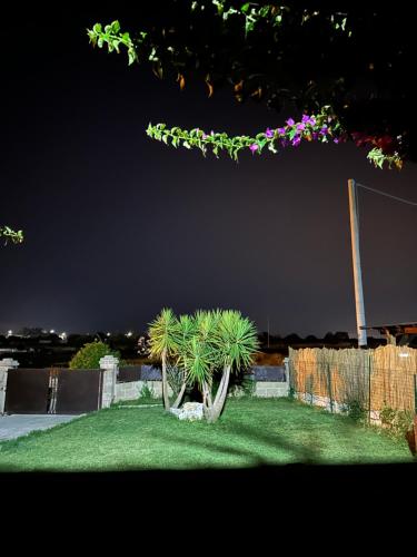 un grupo de palmeras en un patio por la noche en Villa Perilli - Luxury Stay con piscina privata, en Diso