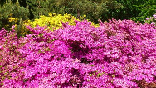 a bunch of purple flowers in a garden at Uhlenhuus - Schöller GM 69765 in Graal