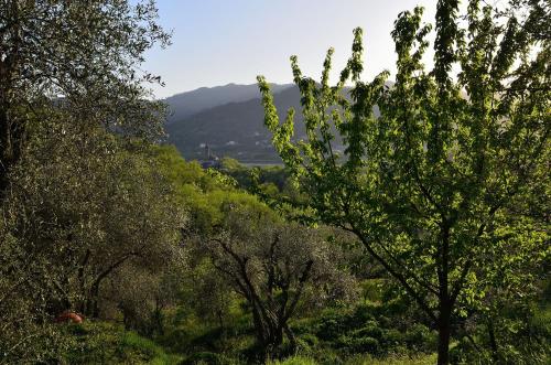 a view of a forest of trees with mountains in the background at Luce Stellata in Serralta
