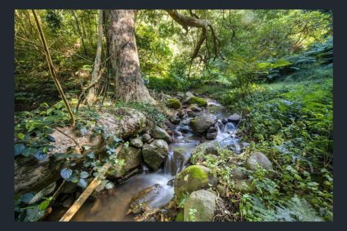 a stream of water with rocks in a forest at Hinterland Retreat on 30 acres - Sleeps 6 in Broughton Village