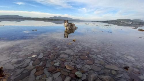 a dog standing in the water on a beach at Seaview House Reenard South in Cahersiveen