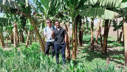 two men are standing in a banana plantation at Dream Garden Luxor in Luxor