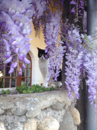 a cat sitting on a window sill with purple flowers at Maison chez nous in Izeron
