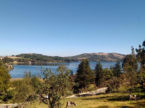 a view of a lake with cows in a field at Finca Refugio Guanumen in Tota