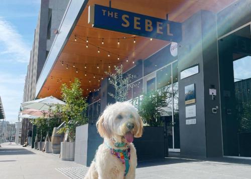 a white dog wearing a collar sitting in front of a building at The Sebel Canberra Civic in Canberra