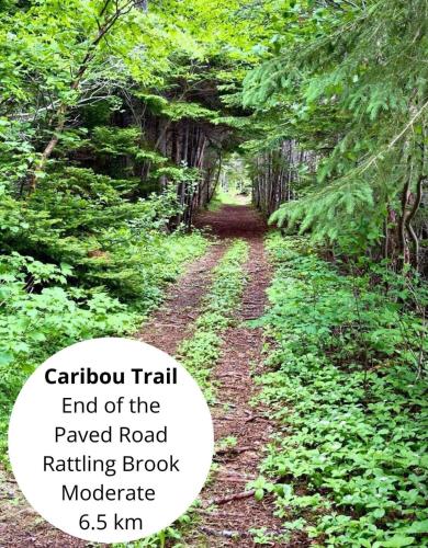 an image of a road in a forest at The View suites and breakfast in Triton, Newfoundland in Pilleyʼs Island
