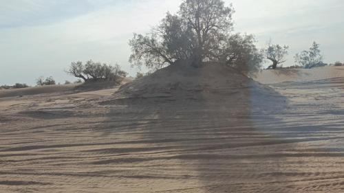 Gambar di galeri bagi Stay under millions of stars deep in the desert di El Gouera