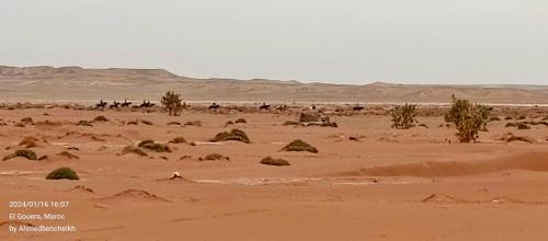 Gambar di galeri bagi Stay under millions of stars deep in the desert di El Gouera