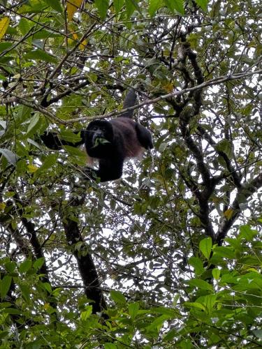 Una scimmia è seduta su un albero di Rossélodgevillas a Fortuna