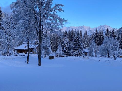 a cabin in a snow covered forest with a tree at Maison Eglantine in Mezzana