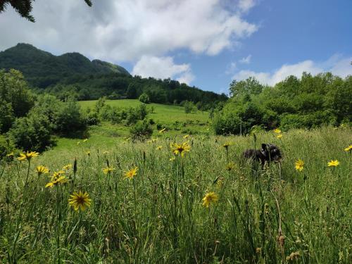 プルジネにあるValley Taraの畑の黄色い花が咲き誇る畑