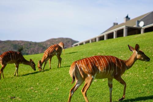 three gazelles grazing in a field of grass at Wildehondekloof Game Lodge in Matjiesrivier