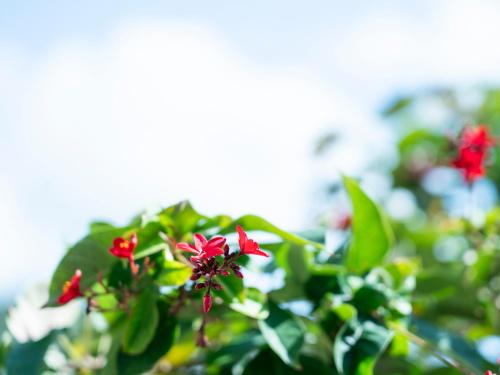 a red flower on a plant with green leaves at 恩納Garden Resort Okinawa 希望が丘ビーチまで徒歩10分 in Inbu
