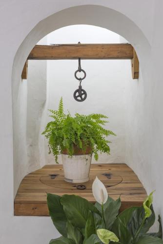 a potted plant sitting on a wooden shelf at Casa Shelly Hospedería in Vejer de la Frontera