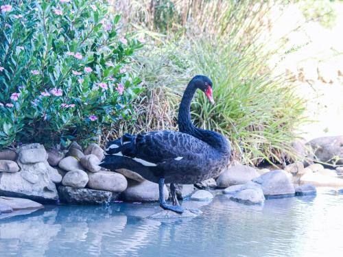two black birds standing on rocks in the water at Bydand Guest House in Addo