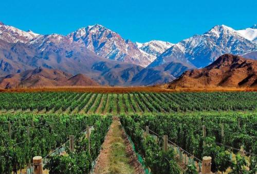 uma vinha com montanhas ao fundo em Estudio Rufina I Mendoza downtown em Mendoza