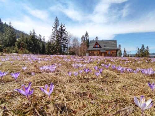 un campo de flores púrpuras delante de una casa en Szałas na szlaku en Witów