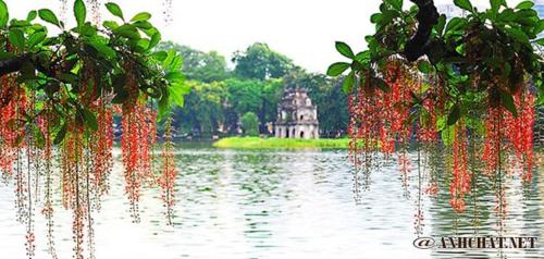 a tree with red flowers hanging from it over a body of water at Homestay - Kim Mã - Giang Văn Minh in Hanoi