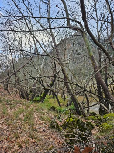 a group of trees on a trail in the woods at Muntenia Inn Apartments and Suites in Kalavrita