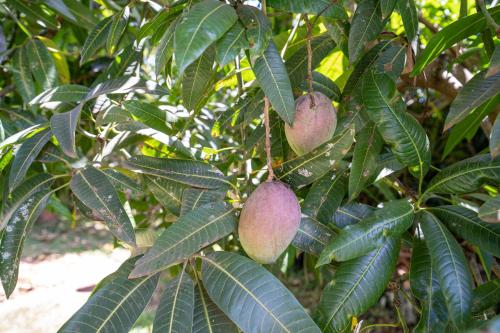 two mangoes hanging from a tree with leaves at Bonsai Villa in Nairobi
