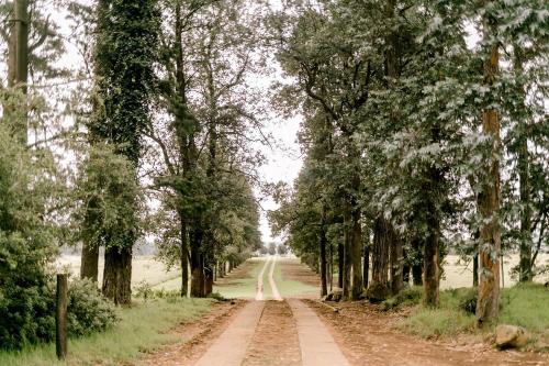 a dirt road with trees on both sides at Thatchings Bed and Breakfast in Nottingham Road