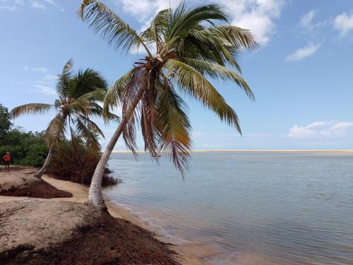 two palm trees on a beach near the water at CHALE PERTO DA PRAIA COM DUAS SUITES E VARANDAO in Pacatuba