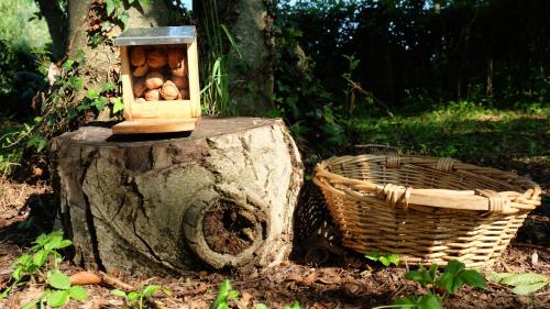 a wooden box on top of a tree stump with a basket at Polani - Il Noceto in Cave