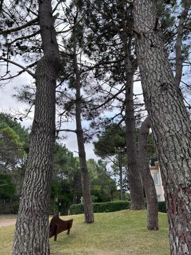 a dog standing between two trees in a park at Casa Juno Pinamar Norte in Pinamar