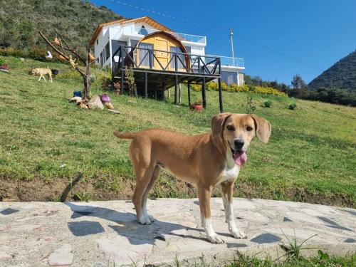 brązowy pies stojący na skałach przed domem w obiekcie Encanto Dorado w mieście Guatavita