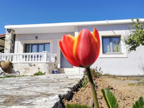 a red and yellow flower in front of a house at Grey house in Samos