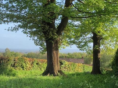 two trees in a field with green grass at The Nest Danehill in Haywards Heath