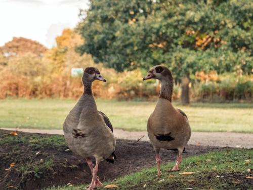 two ducks standing on the grass in a field at Thatchings Bed and Breakfast in Nottingham Road